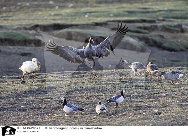 Grauer Kranich / common crane / MBS-26577