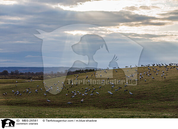 Graue Kraniche / common cranes / MBS-26581