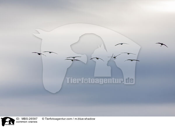 Graue Kraniche / common cranes / MBS-26587