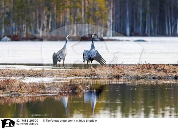Graue Kraniche / common cranes / MBS-26599