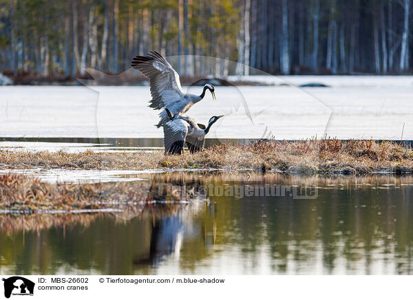 Graue Kraniche / common cranes / MBS-26602