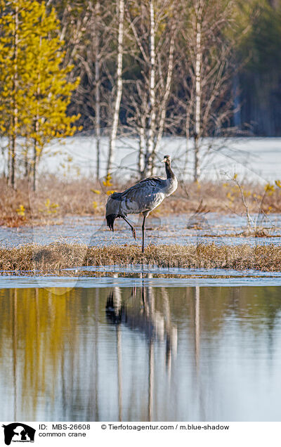 Grauer Kranich / common crane / MBS-26608