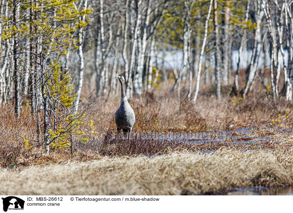 Grauer Kranich / common crane / MBS-26612