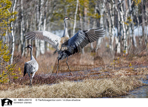 Graue Kraniche / common cranes / MBS-26616
