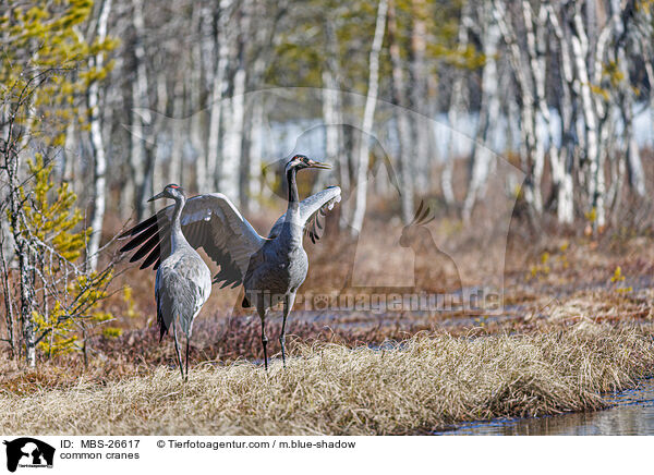 Graue Kraniche / common cranes / MBS-26617