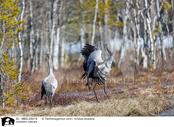 Graue Kraniche / common cranes / MBS-26618