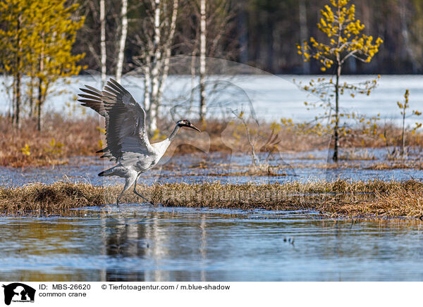 Grauer Kranich / common crane / MBS-26620