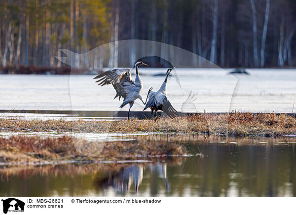 Graue Kraniche / common cranes / MBS-26621