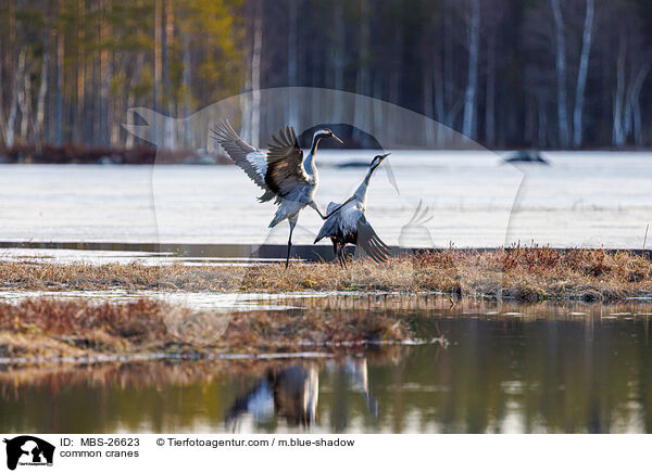 Graue Kraniche / common cranes / MBS-26623
