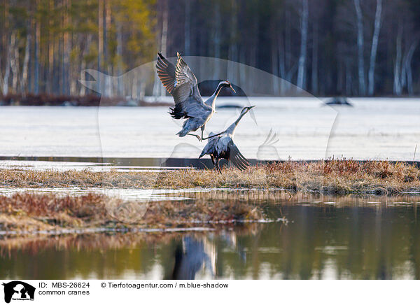 Graue Kraniche / common cranes / MBS-26624