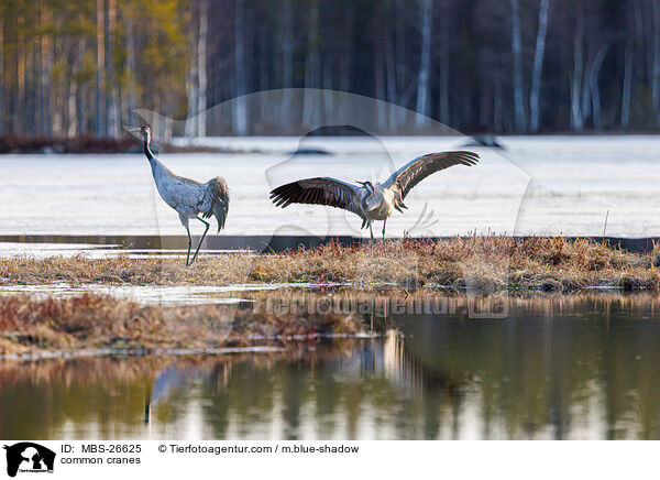 Graue Kraniche / common cranes / MBS-26625