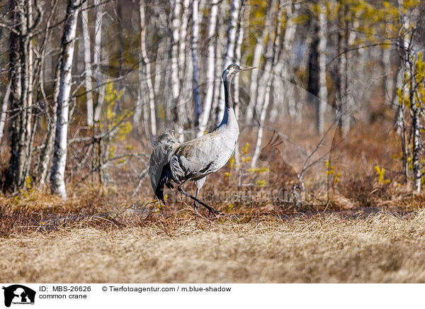 Grauer Kranich / common crane / MBS-26626