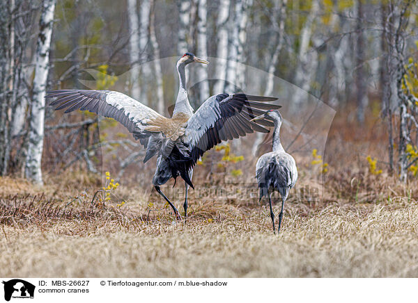 Graue Kraniche / common cranes / MBS-26627