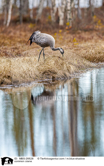 Grauer Kranich / common crane / MBS-26628