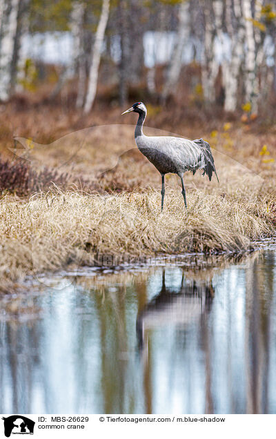 Grauer Kranich / common crane / MBS-26629