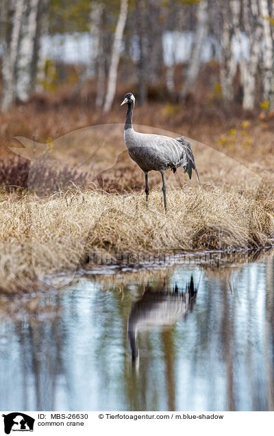 Grauer Kranich / common crane / MBS-26630