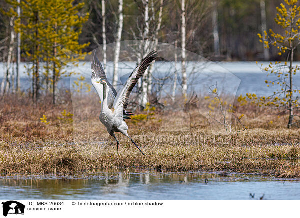 Grauer Kranich / common crane / MBS-26634