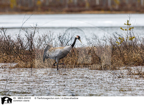 Grauer Kranich / common crane / MBS-26635
