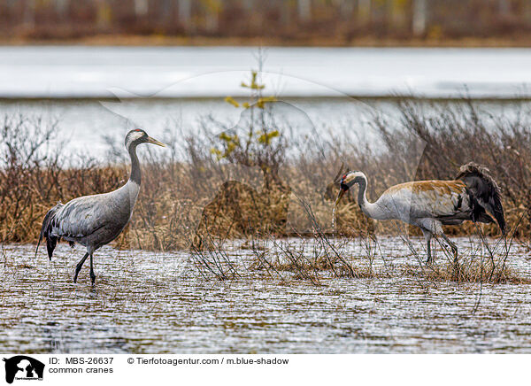 Graue Kraniche / common cranes / MBS-26637
