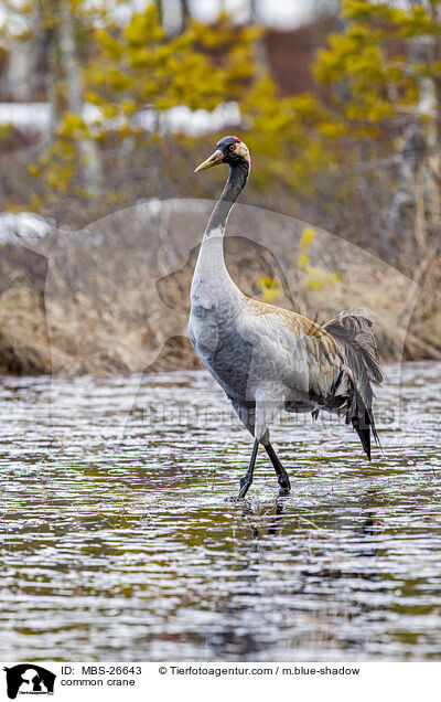 Grauer Kranich / common crane / MBS-26643