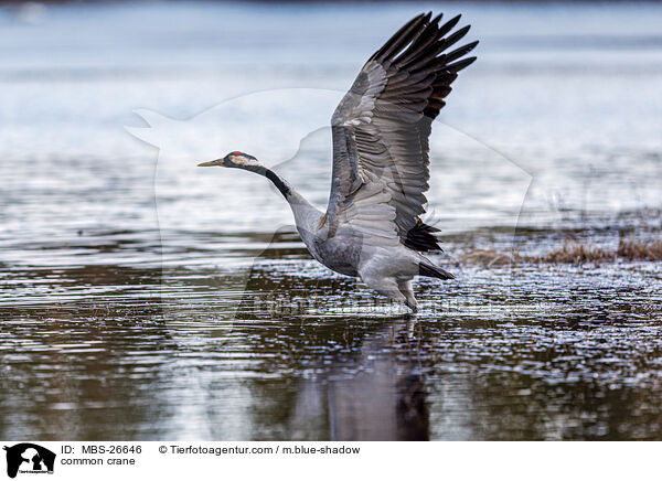 Grauer Kranich / common crane / MBS-26646