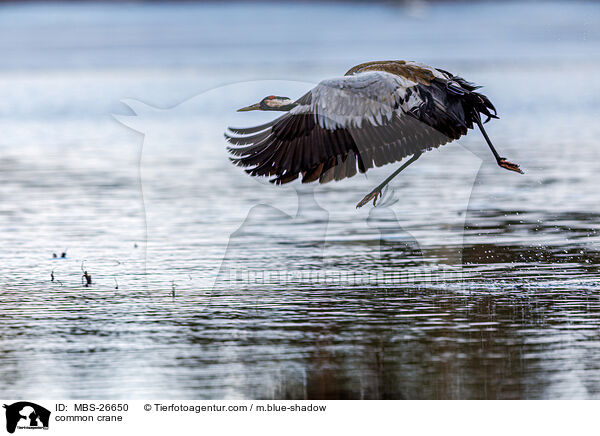 Grauer Kranich / common crane / MBS-26650