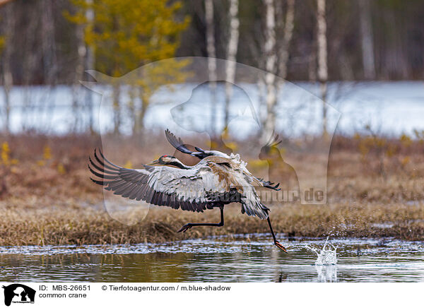 Grauer Kranich / common crane / MBS-26651