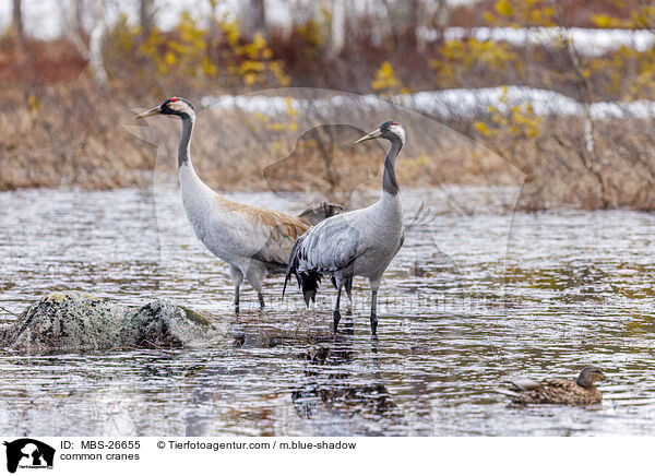 common cranes / MBS-26655