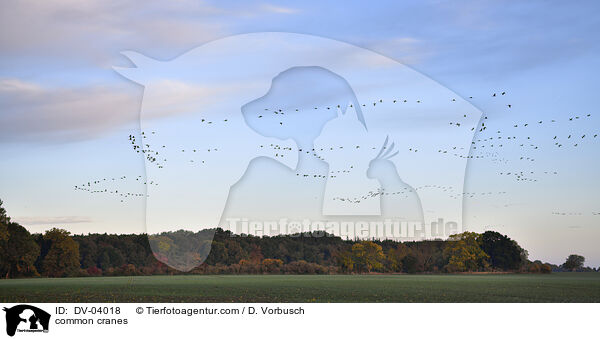 Graue Kraniche / common cranes / DV-04018