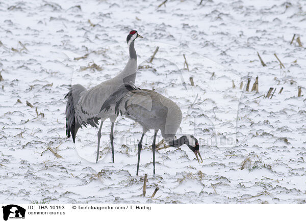 common cranes / THA-10193