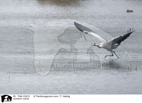 common crane / THA-10231