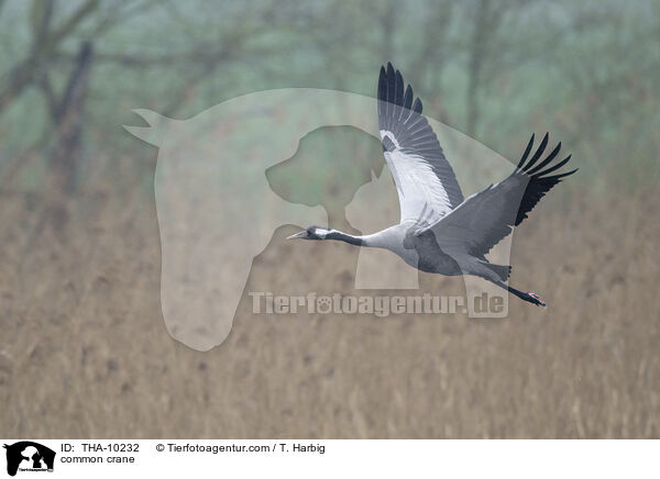 common crane / THA-10232