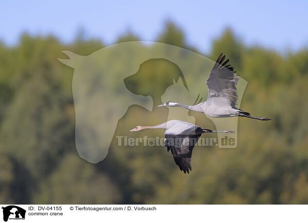 common crane / DV-04155