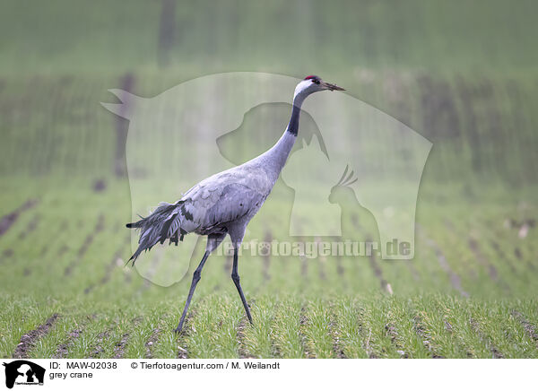 grey crane / MAW-02038