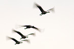 common crane