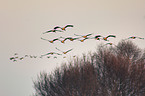 common crane