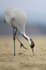 common crane