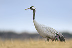 common crane