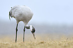 common crane
