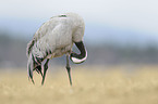 common crane