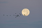 common cranes