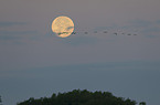 common cranes