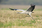 common crane