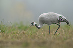 common crane