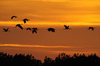 common cranes