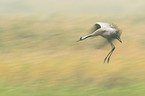 common crane