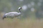 common crane