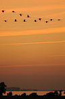 common cranes