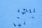common cranes