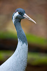 common crane